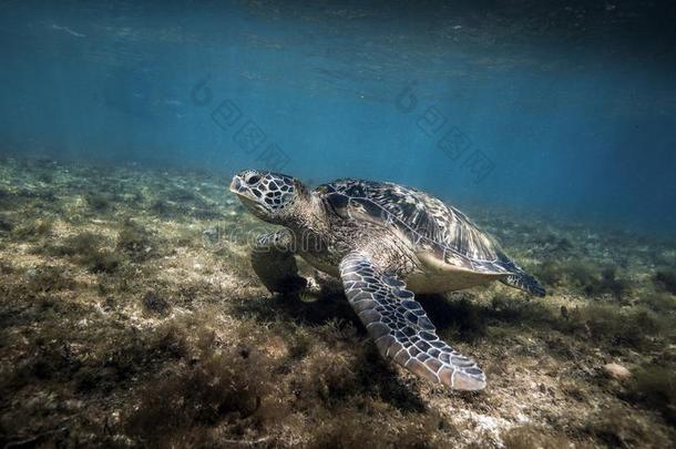 绿色的海<strong>龟龟</strong>鳖目迈达斯静止的采用海草在水中的