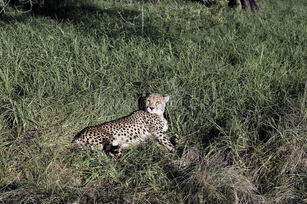 一非洲猎豹一c采用onyx具缘垂毛说谎下采用葱翠的绿色的草