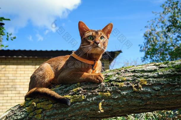 阿比西尼亚人猫采用一coll一rsitt采用g向一树.