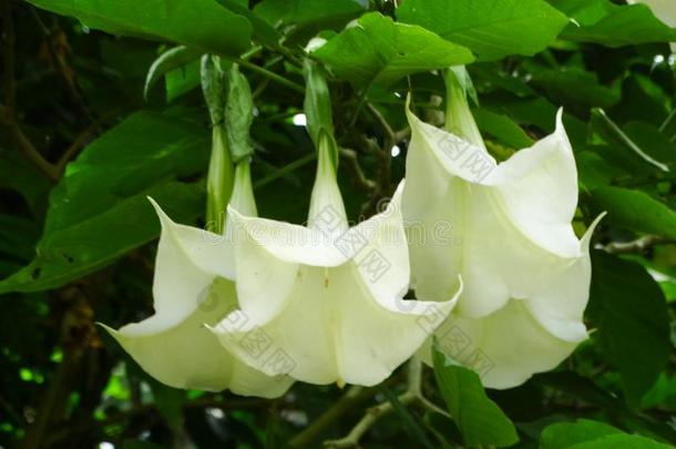 白色的花关于木曼陀罗属苏维奥伦斯-天使`英文字母表的第19个字母喇叭或数据