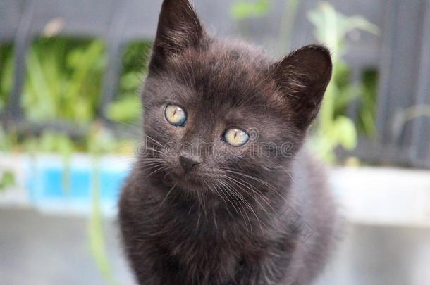 关在上面关于甜的年幼的黑的小猫有样子的<strong>聚精会神</strong>地在det.一些