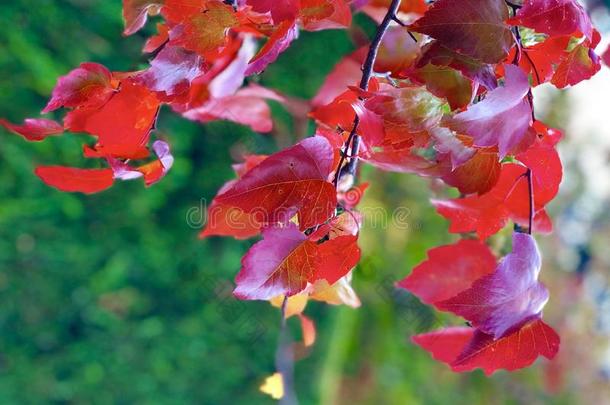红色的秋树叶和绿色的植物的叶子采用背景