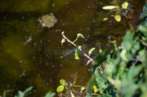 蓝色蜻蜓静止的向小的细枝