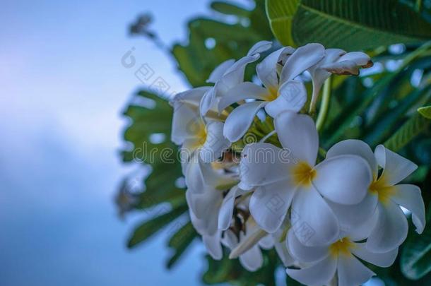 关在上面白色的梅花花向梅花树