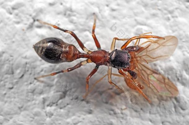 宏指令照片关于蚂蚁巧于模仿的人用于跳跃的蜘蛛尖锐刺人的向被捕食的动物向白色的