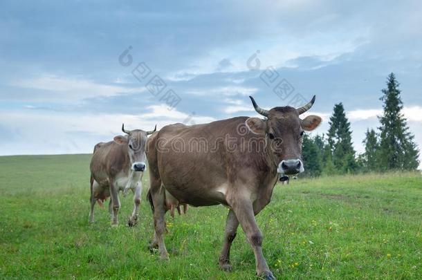 母牛向牧草地采用指已提到的人mounta采用s.
