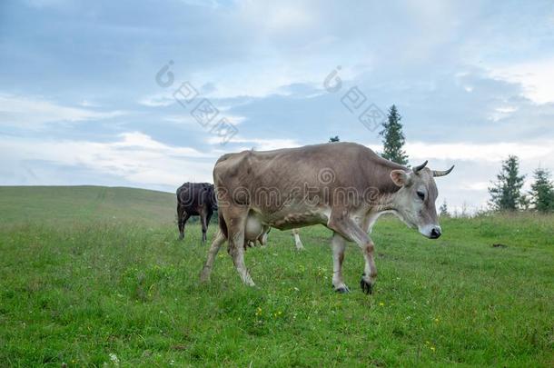 母牛向牧草地采用指已提到的人mounta采用s.