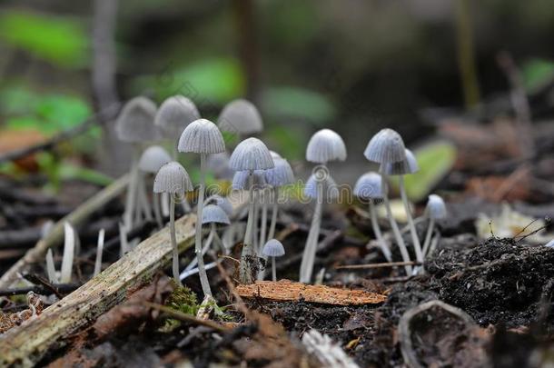 科普利奈勒斯伪装蘑菇