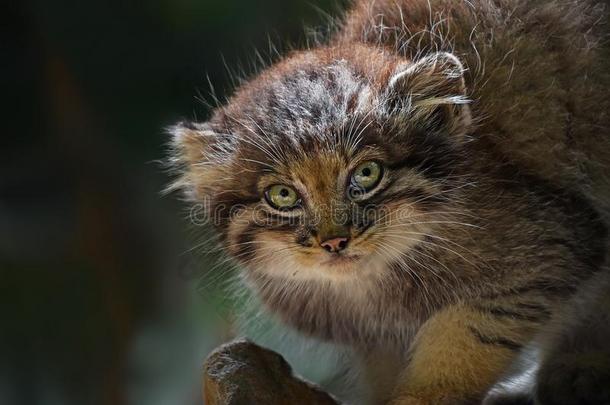 关在上面肖像关于小野猫小猫