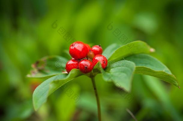 御膳橘-山茱萸卡纳登西斯-美好