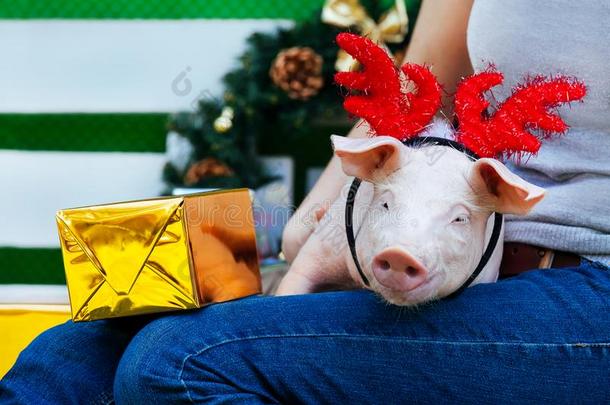 <strong>小猪小猪小猪</strong>红色的猪坐2019黄色的新的年圣诞节