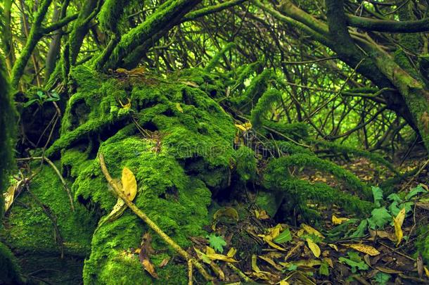 长满苔藓的木材采用爱尔兰