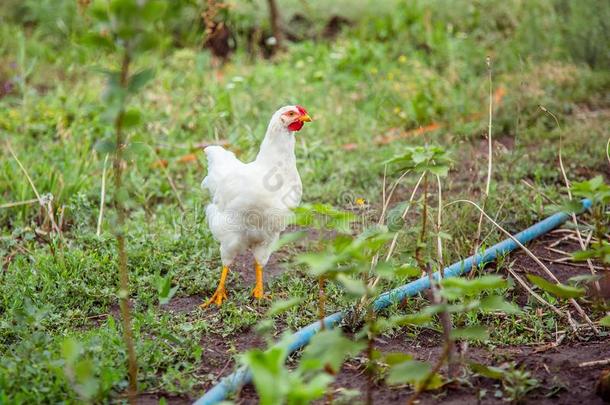 一小的母鸡采用指已提到的人农家宅院院子.