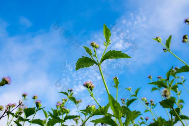 小的花关于山<strong>羊杂</strong>草和蓝色天背景