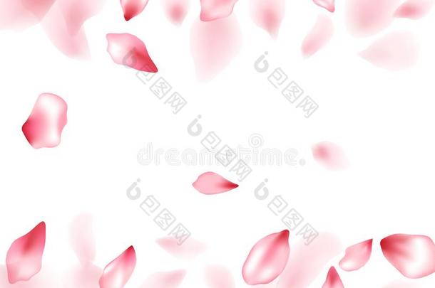 粉红色的樱花花飞行的花瓣隔离的向白色的矢量后面