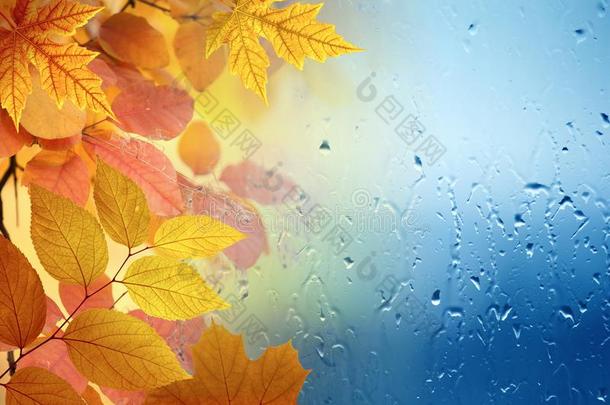 落下下雨的一天,黄色的树叶是看得见的通过玻璃