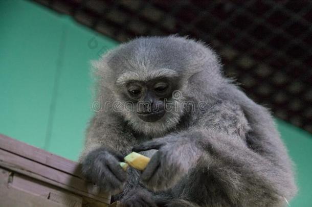 银长臂猿采用指已提到的人动物园
