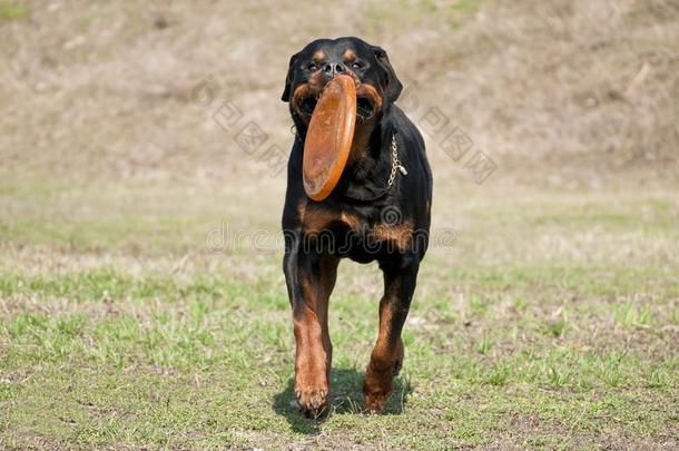 幸福的跑狗洛特维勒牧犬演奏和<strong>飞盘</strong>