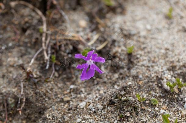 花关于指已提到的人阿尔卑斯山的肥皂水和肥皂<strong>水肥</strong>皂草普米拉