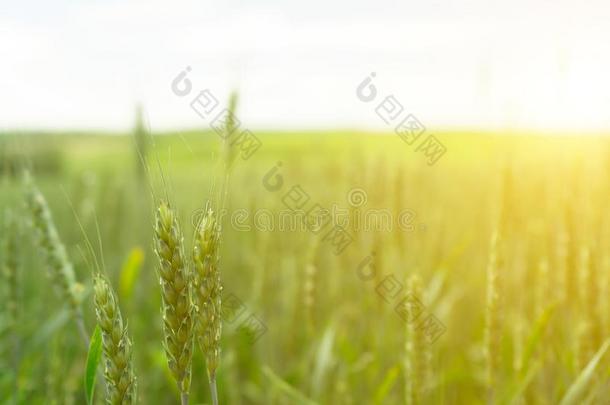 小麦田.绿色的小麦.农业.