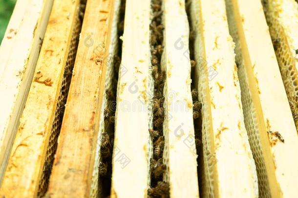 关在上面关于蜜蜂向木制的框架关于蜂箱采用养蜂场.