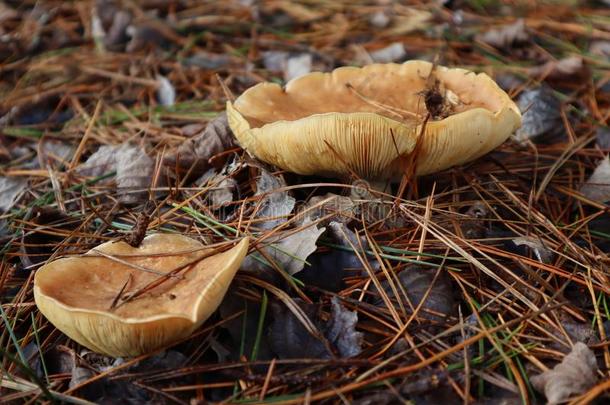 两个蘑菇真菌采用森林采用落下