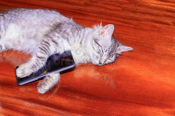 猫有条纹的白色的-灰色的睡.后的用过的和可移动的电话向