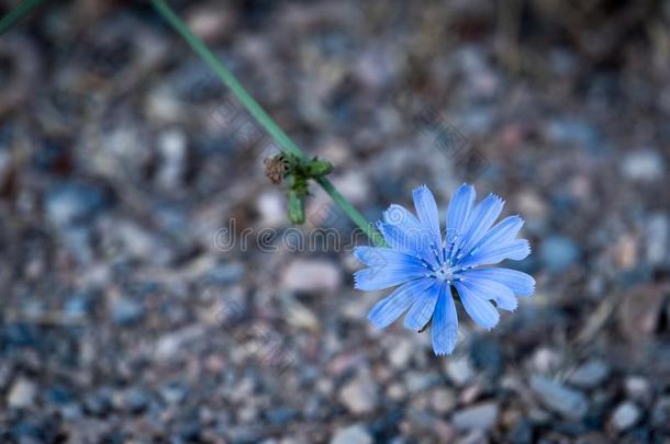 野生的菊苣花越过沙砾