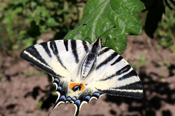 缺乏的燕尾状物蝴蝶也叫一s一il燕尾状物或英语字母表的第16个字母