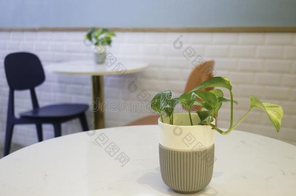 室内的植物向咖啡豆商店表