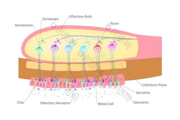 <strong>嗅觉</strong>的球茎机构关于<strong>嗅觉</strong>/神经细胞采用鼻子/矢量