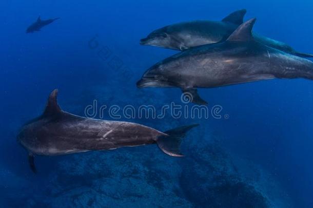 宽吻海豚海豚在艾拉来源于西班牙语地名复习,墨西哥