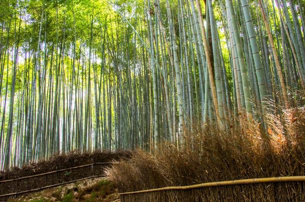 阿拉<strong>山山竹子</strong>小树林向阳光背景采用京都.