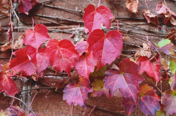 红色的常春<strong>藤树</strong>叶向砖墙在秋.Seas向替换太美了