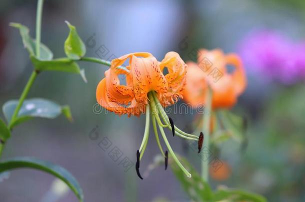 亨利百合花-拉丁文名字-百合属植物亨利。采用有机的花园.det.一些