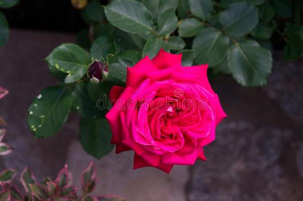 敞开的盛开的玫瑰和密集的粉红色的花瓣-花园花