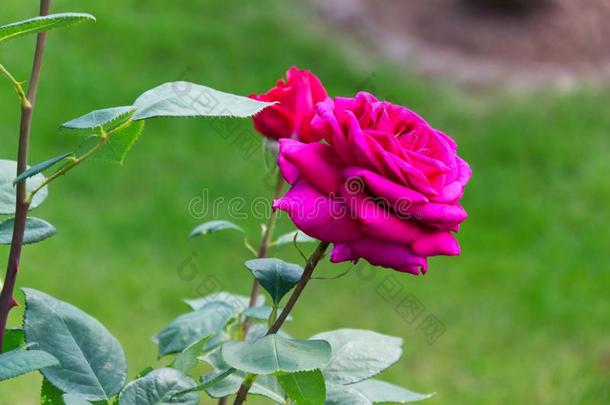 盛开的粉红色的玫瑰和开幕花瓣-花园花,花