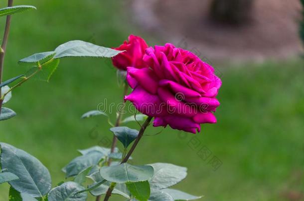 盛开的粉红色的玫瑰和开幕花瓣-花园花,花
