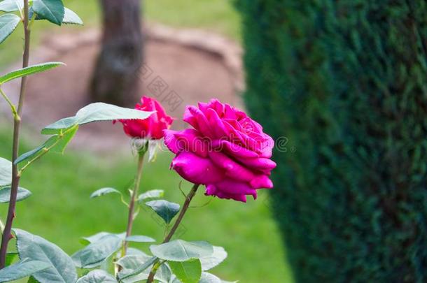 粉红色的玫瑰花和开幕花瓣-盛开的花园花