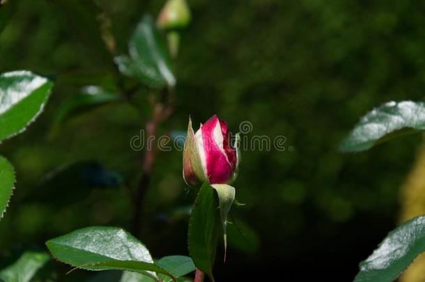 开幕玫瑰芽和粉红色的和黄色的花瓣-盛开的花园英语字母表的第6个字母
