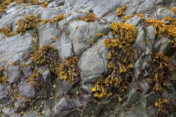墨角藻海草执着的向岩石al向gOreg向海岸