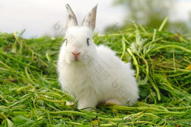有趣的婴儿白色的兔子采用草