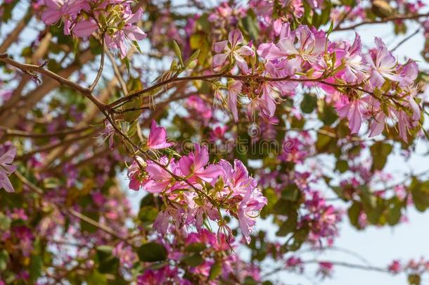 粉红色的花羊蹄甲属植物.兰花树