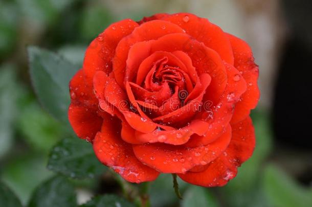 美好的红色的玫瑰和水落下采用指已提到的人花园采用<strong>仲夏</strong>,采用一英文字母表的第19个字母
