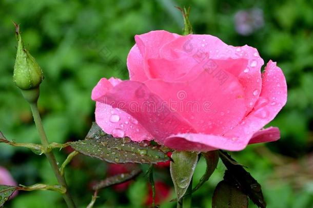 美好的玫瑰和水落下采用指已提到的人花园采用<strong>仲夏</strong>,采用一和煦的：照到阳光的