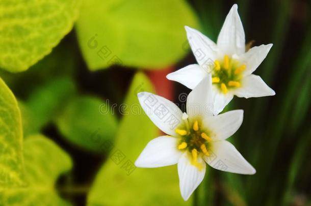 白色的雨百合花,白色的和风百合花,葱莲属念珠菌