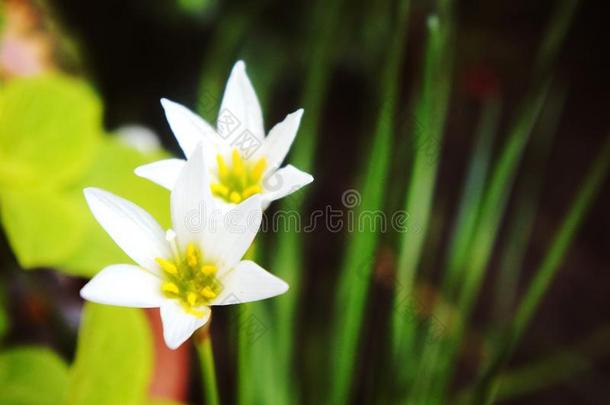 白色的雨百合花,白色的和风百合花,葱莲属念珠菌