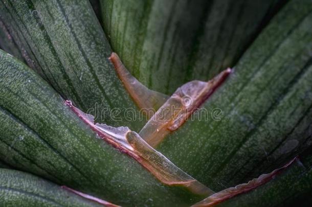 特写镜头关于虎尾兰圣餐盘茎