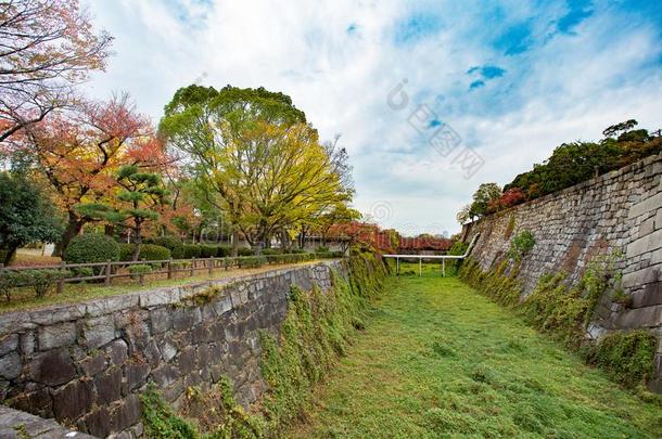 黑色亮漆旅行,绿色的,树