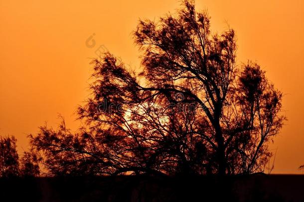 沙漠日落和一红色的天